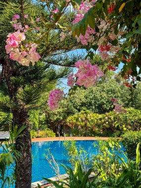 Blooming Bougainvillea by the Pool clipart