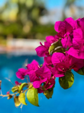 Mavi Havuz Arkaplanına Karşı Bougainvillea Çiçeği