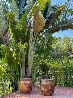 Geleneksel Tropikal Yapraklar Altında Seramik Tencereler