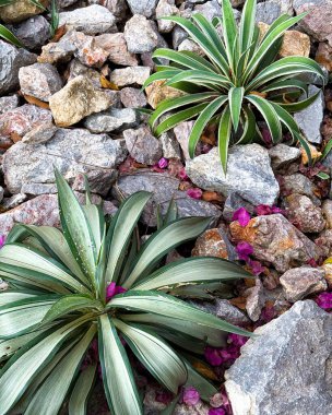 Doğal bir taş yüzeyinde yetişen sulu bitkiler.