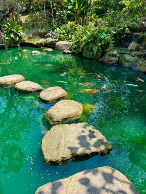 Basamak Taşları ve Lush Vgtation ile Koi Havuzu