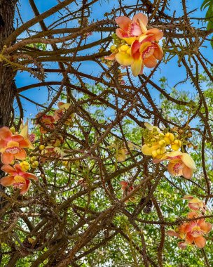 Canlı Gülle Ağacı Çiçeği Egzotik Çiçek Yakın plan Çiçeği