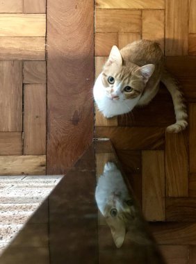 Odaklanmış tekir kedi. Belirgin çizgili desenli tekir kedisi kaldırım taşı yolunda tetikte bekliyor. Paltosu kahverengi, siyah ve gri karışımı, beyaz bir göğüs ve karın altı içerir.. 