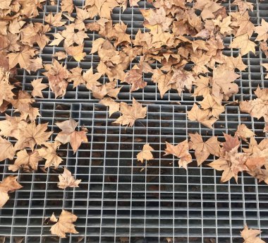 Sonbahar yaprakları yerde.