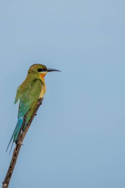 Bir arı yiyici sopa üzerinde oturuyor ve yiyecek bir şeyler bulmak için suya bakıyor. Güneşli bir günde Negombo 'ya tekne gezisine gittiğimizde Sri Lanka' da çekildim.. 