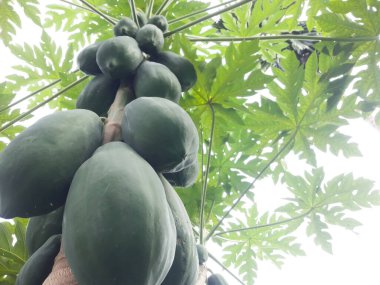 Sağlıklı büyüyen ve bir sürü meyve veren bir papaya ağacı..