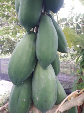 Sağlıklı büyüyen ve bir sürü meyve veren bir papaya ağacı..