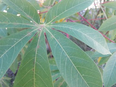 Bahçedeki yeşil manyok yapraklarının yakın çekimi. Endonezya 'da yetişen tapyoka bitkisinin yaprakları. Cassava yaprakları lezzetli yemekler haline getirilebilir. Tatlı patates sağlıklı bir karbonhidrat kaynağıdır..