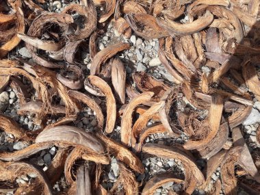 Kurutulmuş hindistan cevizi lifleri genellikle yakacak odun için kullanılır ve ayrıca ip gibi el sanatları yapmak için de kullanılabilir..