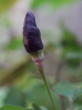 Mor arnavut biberi taze yetişiyor. Fotoğrafı kapat.