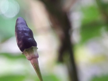 Mor arnavut biberi taze yetişiyor. Fotoğrafı kapat.