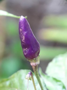 Mor arnavut biberi taze yetişiyor. Fotoğrafı kapat.