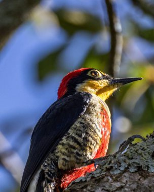 Çarpıcı kırmızı, siyah ve sarı tüylü canlı ağaçkakan, bulanık yeşil bir arka plana karşı doğal ışıkta bir ağaç dalına tünemişti..