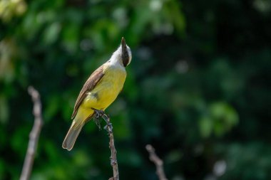 Canlı sarı bir kuş, kahverengi bir sırtı zarif bir şekilde ince bir dala tünemiş yemyeşil bir yeşillik zeminine karşı, doğanın güzelliğindeki huzurlu bir anı yakalıyor..