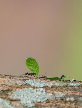 Makro fotoğraf, ağaç kabuğu boyunca özenle yeşil yapraklar taşıyan bir karınca hattı yakalıyor. Arka plan hafifçe bulanık, takım çalışmasına ve doğanın kararlılığına dikkat çekiyor..