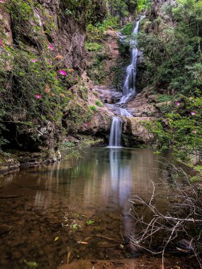Huzurlu bir şelale kayalık kayalıklardan aşağı süzülür. Etrafı yemyeşil yapraklar ve sakin orman ortamında canlı pembe çiçeklerle çevrilidir. Tabandaki sakin havuz doğal güzelliği yansıtıyor..