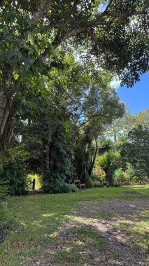 Bereketli tropikal bir bahçenin sakin bir manzarası, bol yeşil ağaçlar, yoğun yapraklar ve açık mavi bir gökyüzü. Tahta bir sandalye görünür, huzurlu bir yer sunar..