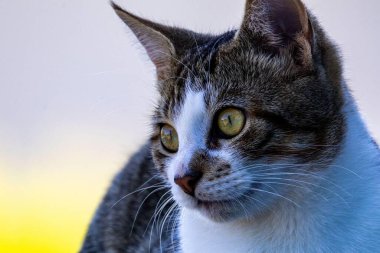 Parlak yeşil gözlü çizgili bir kedinin yakın çekimi, yumuşak, bulanık bir arka plana karşı onun meraklı ve özenli ifadesini yakalıyor.