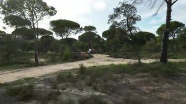 İspanya 'da yeşil çimenli bir tarla manzarası