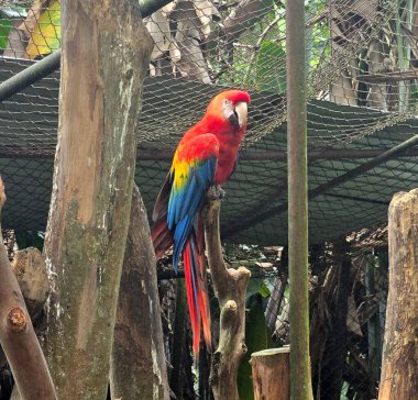 Scarlet Macaw Santacruz Hayvanat Bahçesinde Tequendama, Kolombiya 'dan Şelale