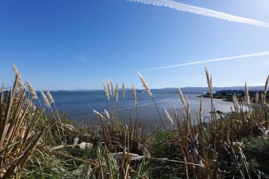 Manzaralı okyanus arkaplanı ve mavi gökyüzü olan yabani otlar. Yüksek kalite fotoğraf