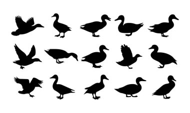 Ördek silueti seti, vektör, ördek, ördek, set beyaz arka plan silueti izole .