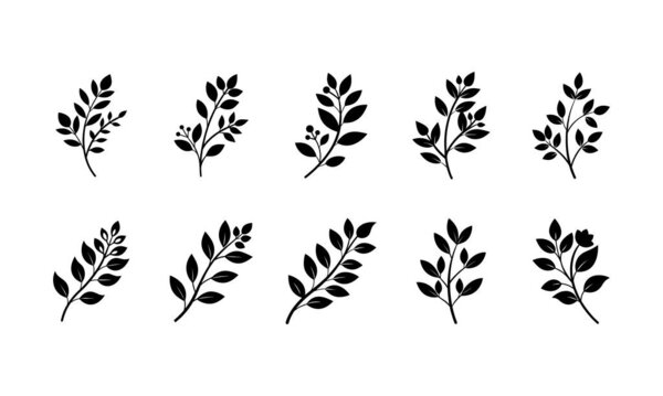 Силуэт ботанических трав и листьев иконы для природных, органических и цветочных дизайнов
