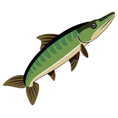 Yüksek çözünürlüklü görüntü, bir Muskellunge 'u, uzamış gövdesini ve yapay zekanın yarattığı eşsiz renklendirmeyi vurgulayan önemli bir tatlı su avcısını yakalar. Vektör simgesi