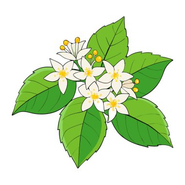 Yeşil yapraklarla çevrili Linden Çiçekleri, Beyaz Dikenli Çiçekler. Yapay zeka üretildi. Vektör simgesi