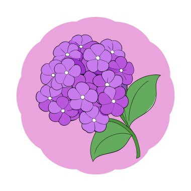 Mor ortanca çiçekleri, daha fazla görüntü alabilmek için geniş alana sahip pembe bir zemin üzerine kurulur. Yapay zeka üretildi. Vektör simgesi