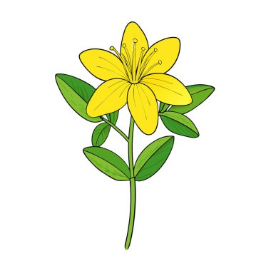 Hypericum Kapalı Sarı Çiçekli Performans St John 's Wort Green Leaves Arkaplanı. Yapay zeka üretildi. Vektör simgesi