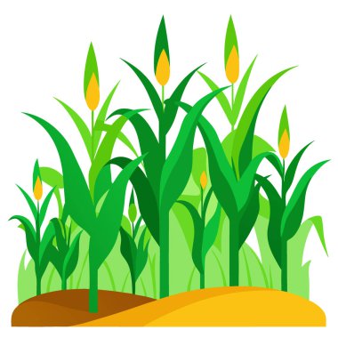 Şeffaf bir arkaplan üzerinde uzun mısır sapları olan yemyeşil mısır tarlası. Yapay zeka üretildi. Vektör simgesi