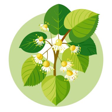 Yaz ormanındaki ıhlamur ağacı çiçeğinin limon açmaya odaklanmış fotoğrafını çek. Yapay zeka üretildi. Vektör simgesi