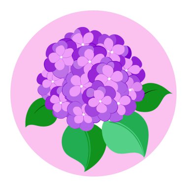 Mor ortanca çiçekleri, daha fazla görüntü alabilmek için geniş alana sahip pembe bir zemin üzerine kurulur. Yapay zeka üretildi. Vektör simgesi