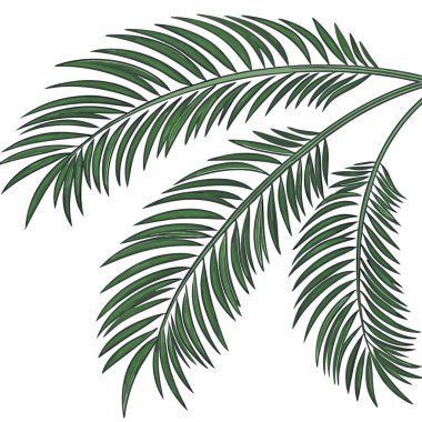 Hindistan cevizi palmiyesi yaprakları şeffaf ya da beyaz arkaplanda yapay zeka tarafından izole edilmiştir. Vektör simgesi