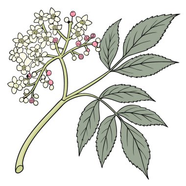 Şeffaf arkaplanda Mürver çiçeği. Beyaz arka planda izole edilmiş. Yapay zeka üretildi. Vektör simgesi