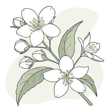 Sahte Portakal Çalı Çiçeği Beyaz Yasemin Çiçekleri Dekoratif Bitki Üzerinde Çiçek Açıyor. Yapay zeka üretildi. Vektör simgesi