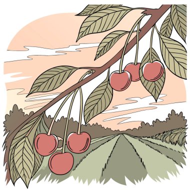 Meyve bahçesinde gün batımında dalda asılı duran olgun kırmızı kirazlar. Yapay zeka üretildi. Vektör simgesi