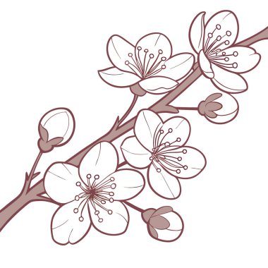 Bulanık arka planda beyaz kiraz çiçekleri sergilenen çiçek arkaplanı. Yapay zeka üretildi. Vektör simgesi