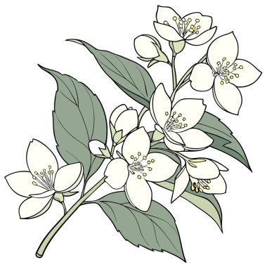 Sahte Portakal Çalı Çiçeği. Beyaz Yasemin Çiçekleri Dekoratif Çalı Bitkisi Üzerinde Çiçek Açıyor. Yapay zeka üretildi. Vektör simgesi