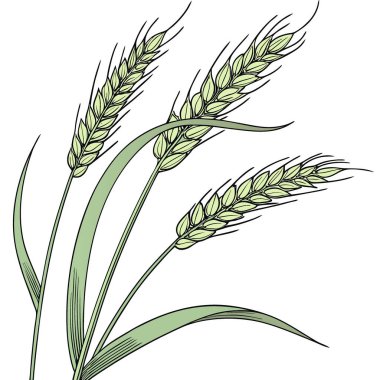 Haziran 'da yeşil buğday, kesme yolu ile beyaz arka planda izole edilmiştir. Makro. Yapay zeka üretildi. Vektör simgesi