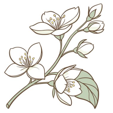 Yasemin beyaz çiçeği beyaz arka planda izole edilmiş. Yapay zeka üretildi. Vektör simgesi