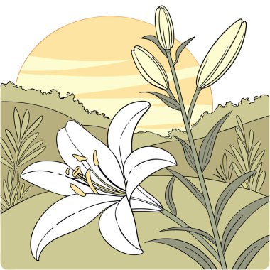 Beyaz Lily Çiçekleri. Çiçekçi Bud Çiçek Çiçeği Odak Noktası ve Günbatımı Günbatımı Arkaplanı ile yapay zeka üretildi. Vektör simgesi