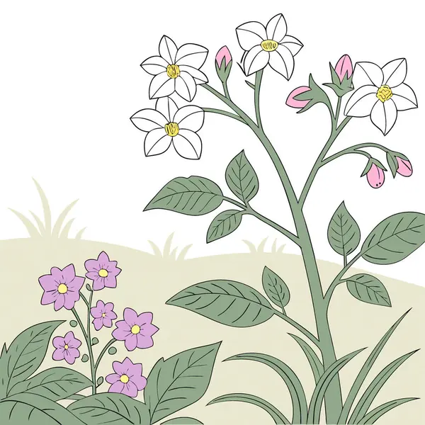 Haziran ayında Patates Açma ve Solanaceous Çiçekleri Vardiya Fotoğrafçılığı. Yapay zeka üretildi. Vektör simgesi