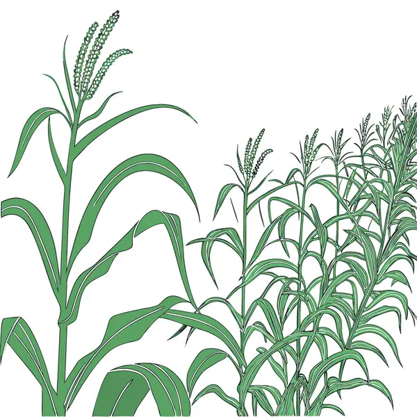 Şeffaf bir arkaplan üzerinde uzun mısır sapları olan yemyeşil mısır tarlası. Yapay zeka üretildi. Vektör simgesi