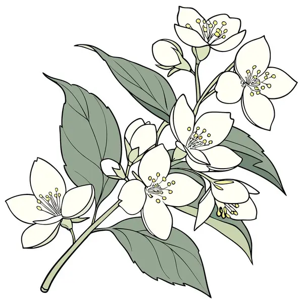 Sahte Portakal Çalı Çiçeği. Beyaz Yasemin Çiçekleri Dekoratif Çalı Bitkisi Üzerinde Çiçek Açıyor. Yapay zeka üretildi. Vektör simgesi