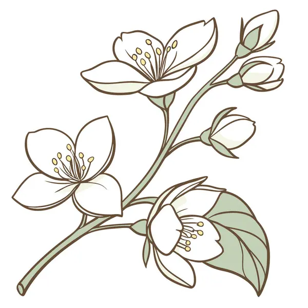 Yasemin beyaz çiçeği beyaz arka planda izole edilmiş. Yapay zeka üretildi. Vektör simgesi