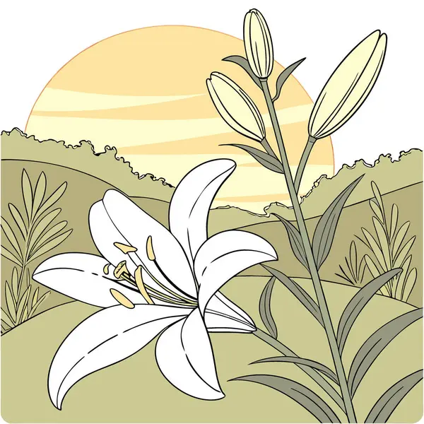 Beyaz Lily Çiçekleri. Çiçekçi Bud Çiçek Çiçeği Odak Noktası ve Günbatımı Günbatımı Arkaplanı ile yapay zeka üretildi. Vektör simgesi