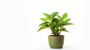 Saksı bitkisi, beyaz izole arkaplan