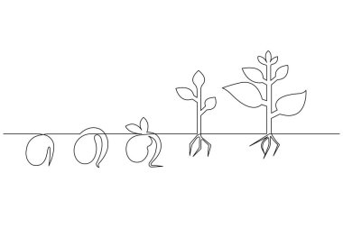 Bitki büyüme safhalarının sürekli çizimi ve tarımsal logoların profosyonel vektör formatında çizimi